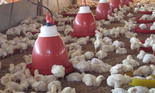 Tips Memulai Bisnis Ternak Ayam untuk Pemula